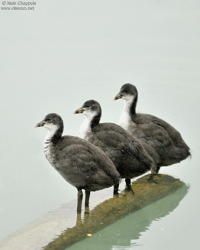 Eurasian CootFirst year, identification, Reproduction-nesting, Behaviour