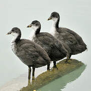 Eurasian Coot