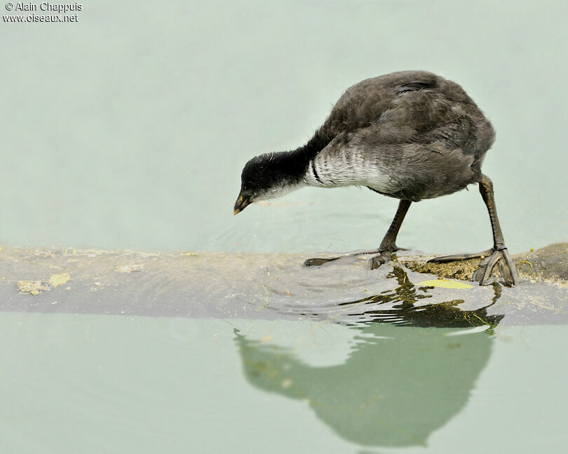 Eurasian CootFirst year