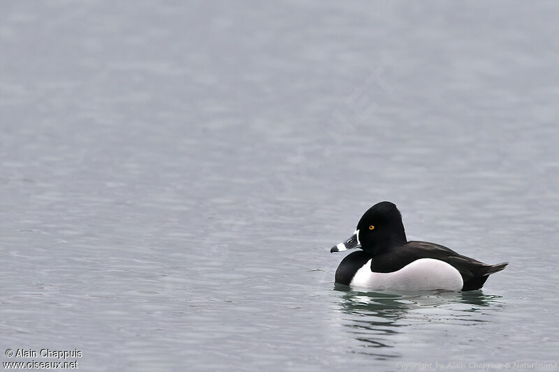 Ring-necked Duck male adult breeding