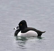 Ring-necked Duck