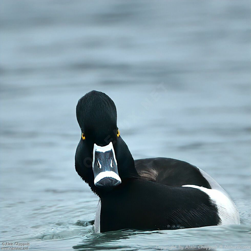 Ring-necked Duck