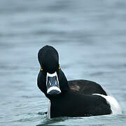 Ring-necked Duck