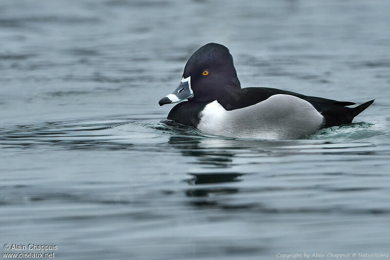 Ring-necked Duck male adult breeding, identification