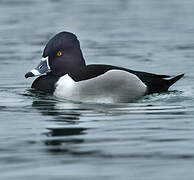 Ring-necked Duck