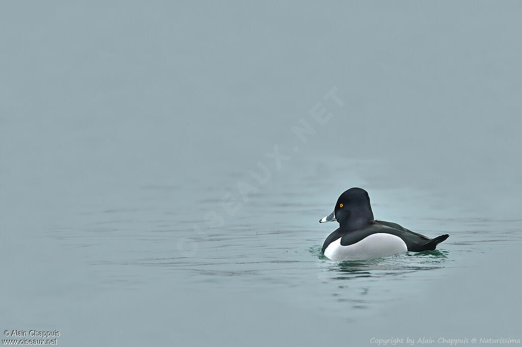 Ring-necked Duck male adult breeding, identification