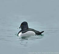 Ring-necked Duck