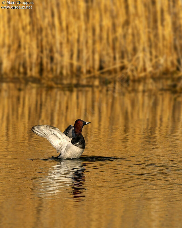 Common Pochard male adult, identification, Behaviour