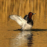 Common Pochard