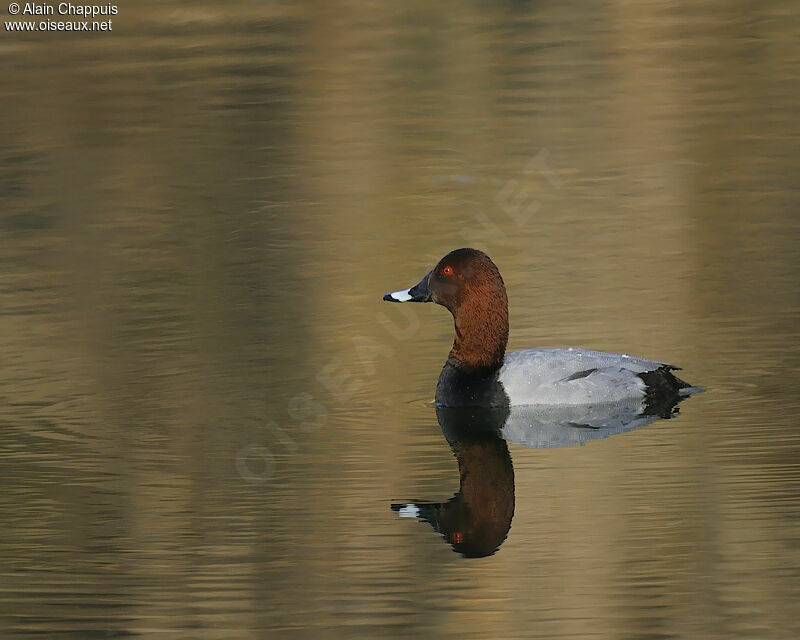 Common Pochard male adult, identification