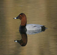 Common Pochard