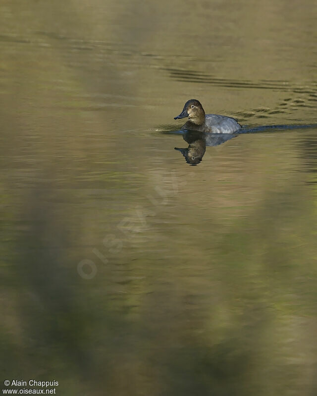 Common Pochard female adult