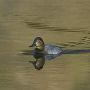 Common Pochard