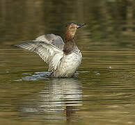 Common Pochard