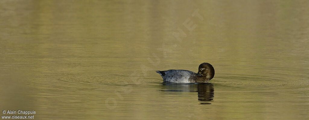 Common Pochard female adult, identification, Behaviour