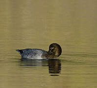 Common Pochard