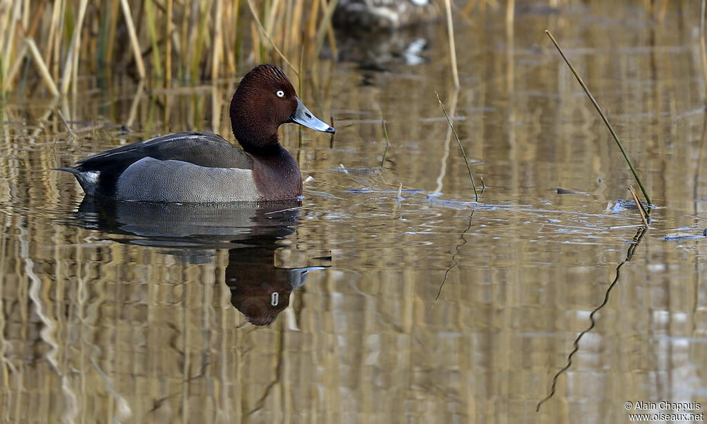 Common Pochard, identification