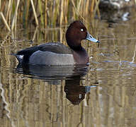 Common Pochard