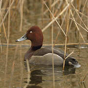 Common Pochard