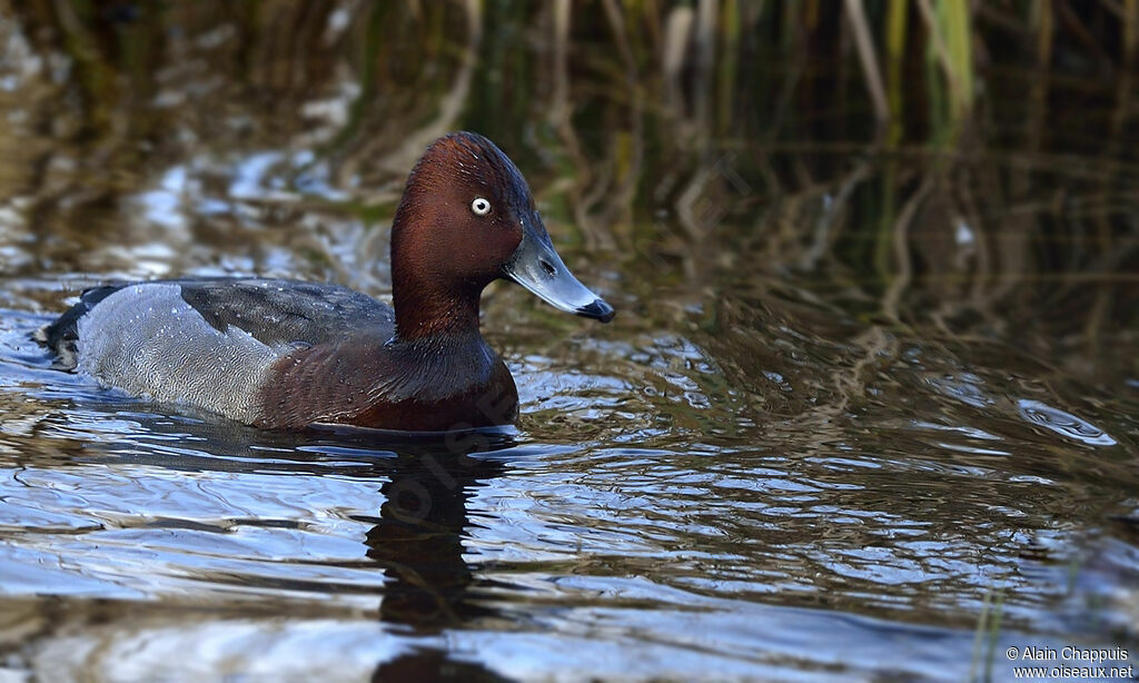 Common Pochard