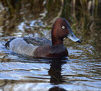 Common Pochard