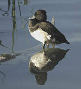 Tufted Duck