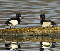 Tufted Duck