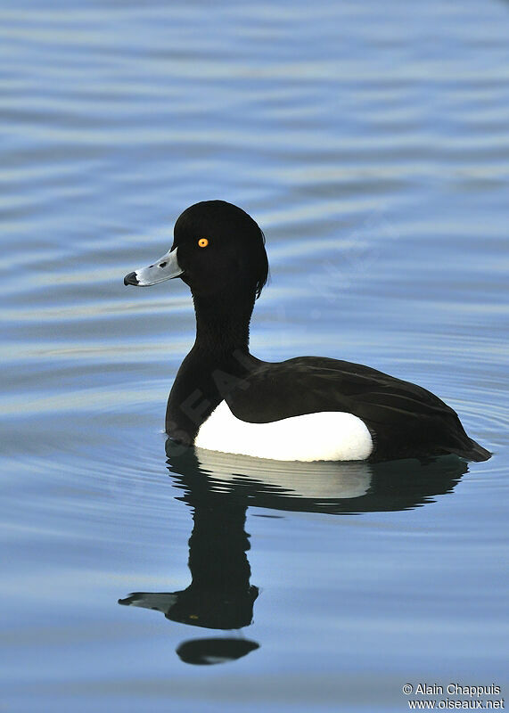 Tufted Duck male adult, identification, Behaviour