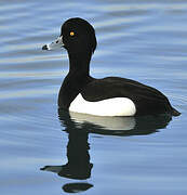 Tufted Duck