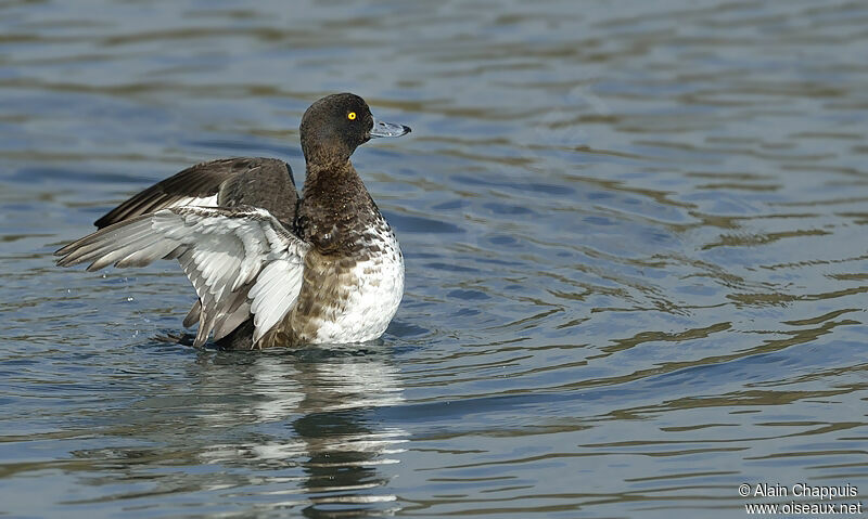 Tufted Duck, identification, Flight, Behaviour