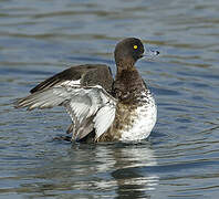 Tufted Duck