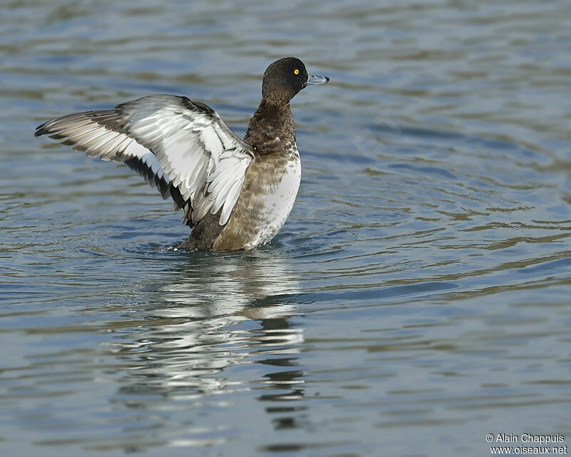 Tufted Duckadult, identification, Flight, Behaviour