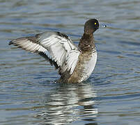 Tufted Duck