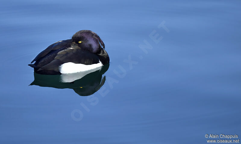 Tufted Duck male adult, identification, Behaviour