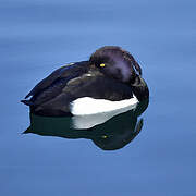 Tufted Duck