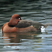 Ferruginous Duck