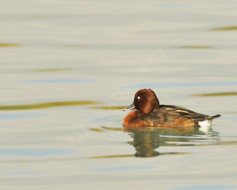 Ferruginous Duck