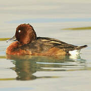 Ferruginous Duck