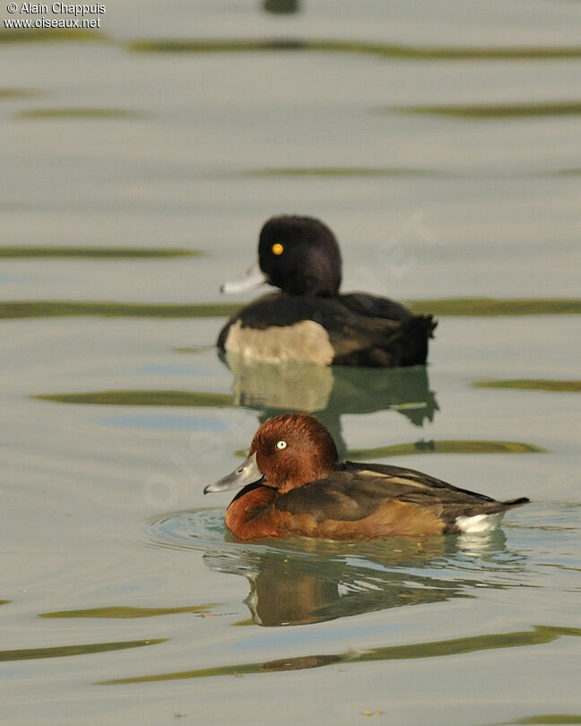 Ferruginous Duck, identification, Behaviour