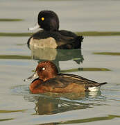 Ferruginous Duck