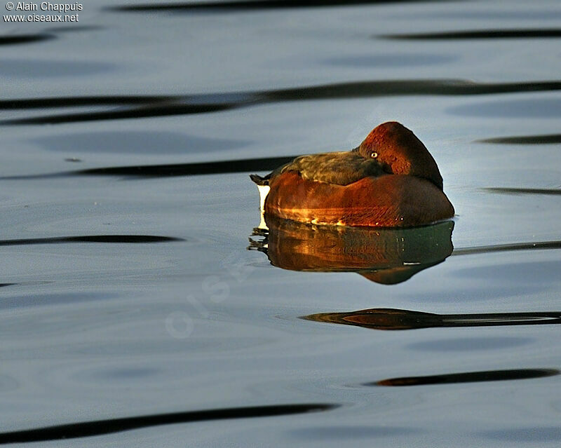 Ferruginous Duck male adult, identification, Behaviour