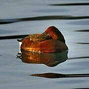 Ferruginous Duck