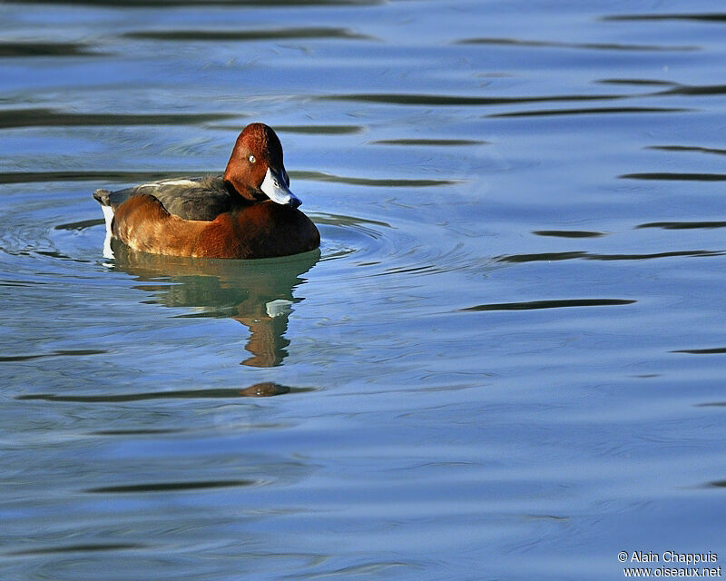 Ferruginous Duck male adult, identification, Behaviour