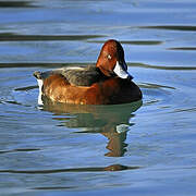 Ferruginous Duck