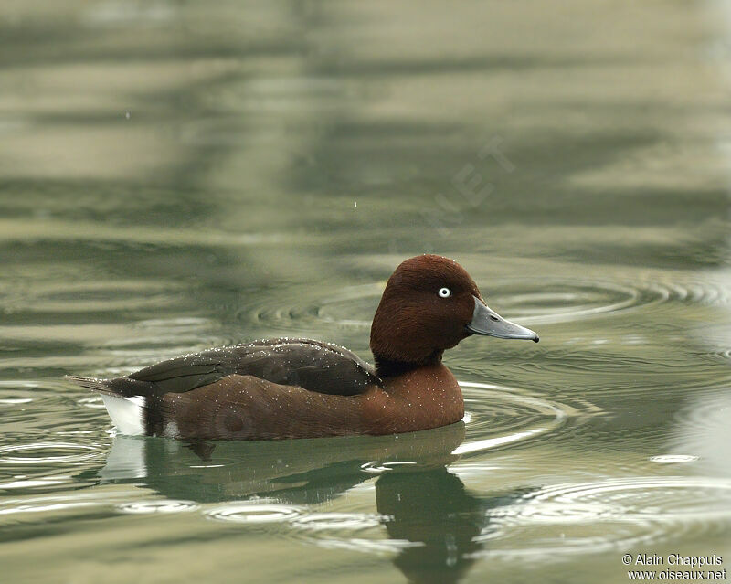 Ferruginous Duck male adult post breeding, identification, Behaviour
