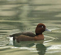 Ferruginous Duck