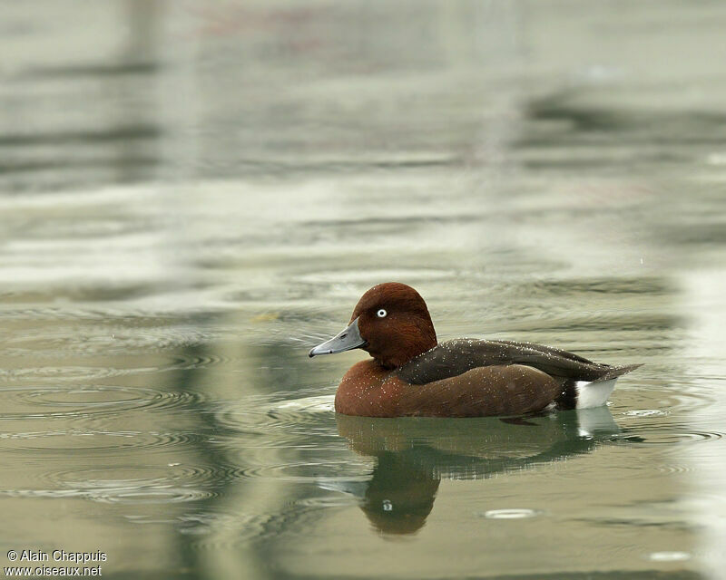 Ferruginous Duck male adult, identification, Behaviour