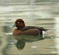 Ferruginous Duck