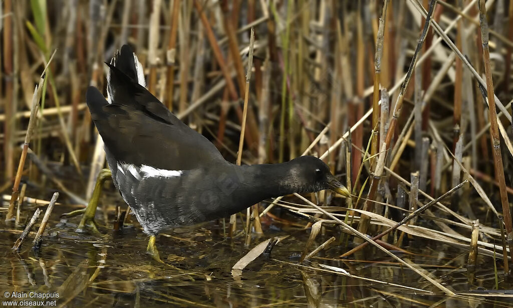 Gallinule poule-d'eau1ère année, identification, marche, pêche/chasse