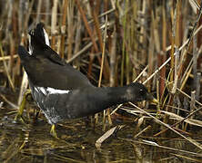 Gallinule poule-d'eau